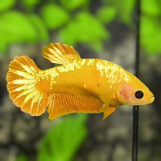 Yellow Gold Samurai HMPK Betta Fish Female For Sorority / Breed