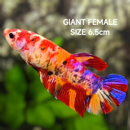 Multicolor Koi Nemo Candy Galaxy JUMBO GIANT HMPK Betta Fish Female