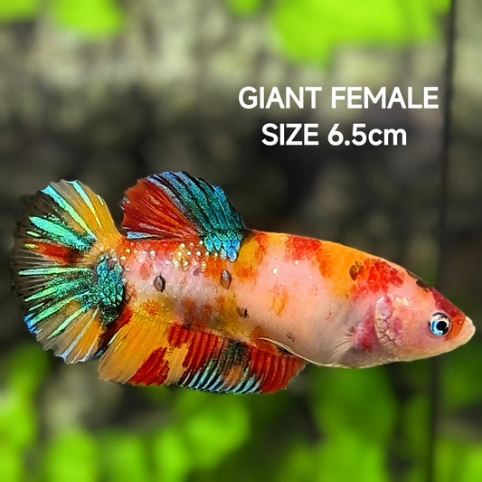 Multicolor Koi Galaxy JUMBO GIANT HMPK Betta Fish Female