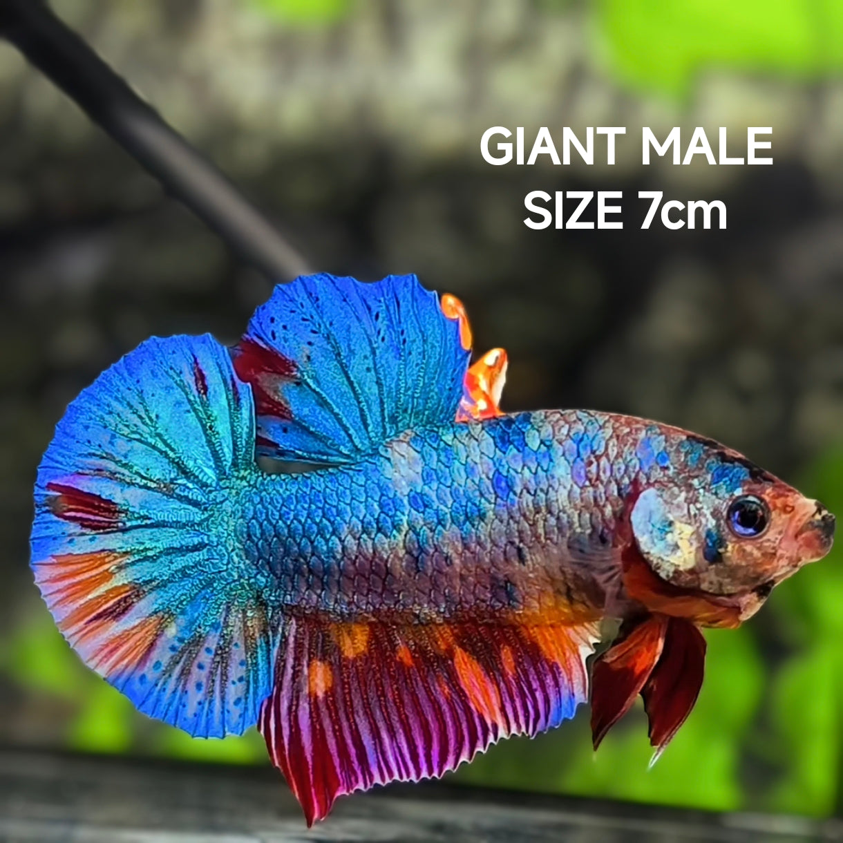 Multicolor JUMBO GIANT HMPK Betta Fish Male