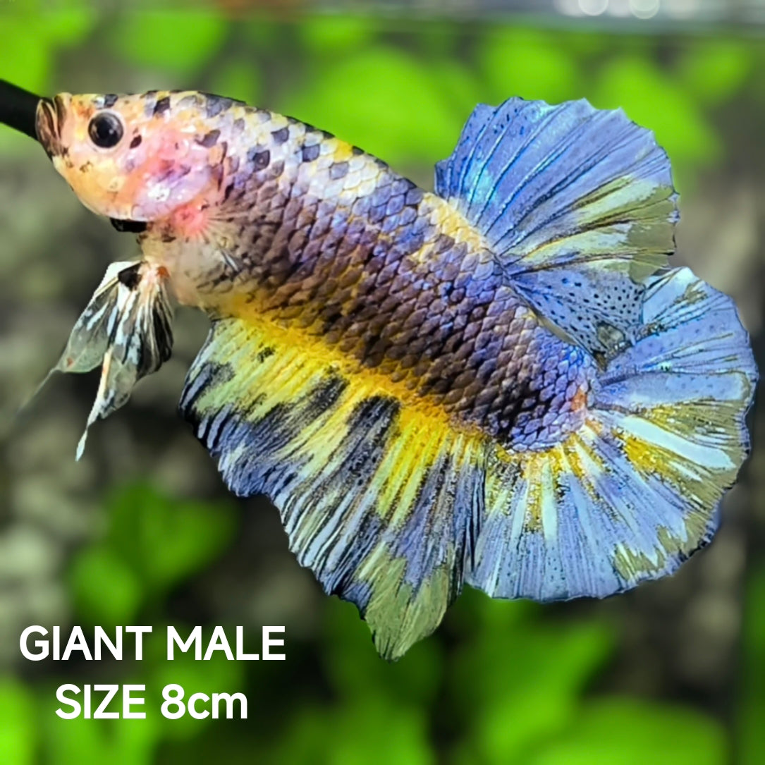 Blue Marble JUMBO GIANT HMPK Betta Fish Male