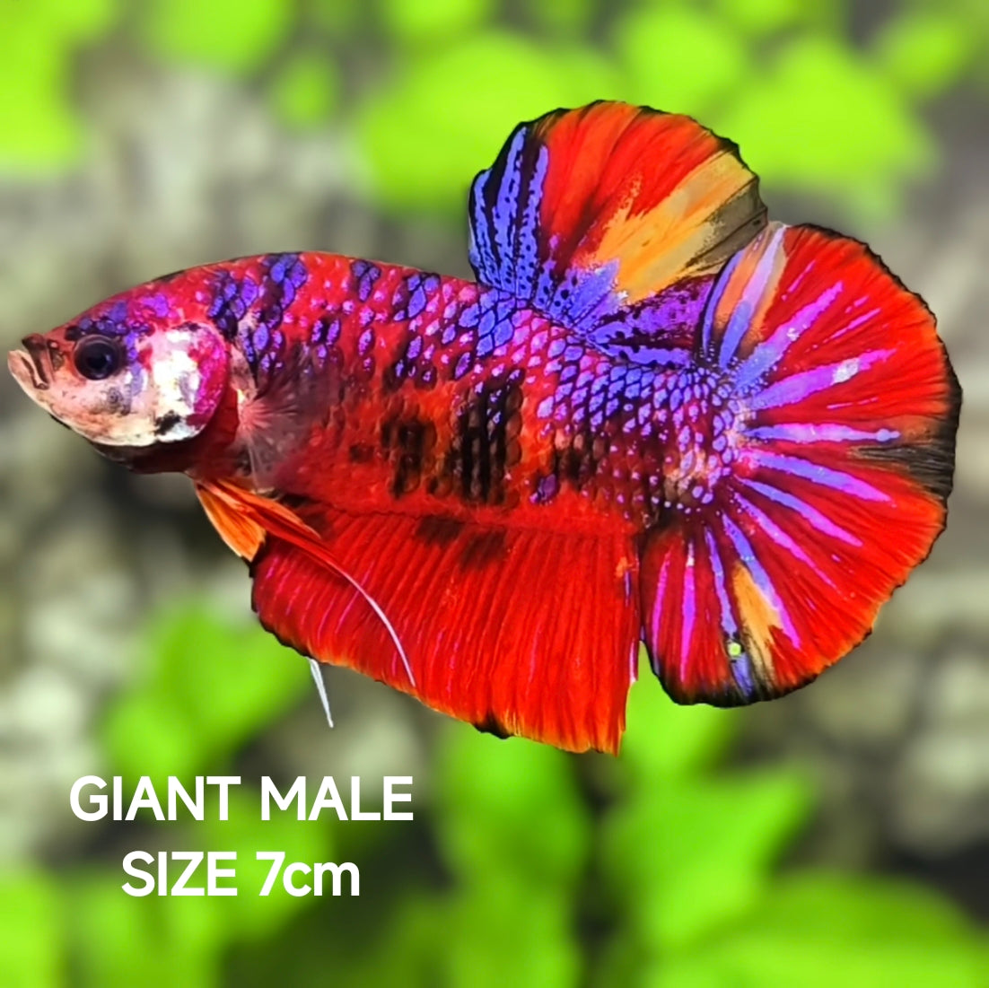 Red Koi Purple Galaxy Jumbo GIANT HMPK Betta Fish Male