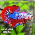 Multicolor JUMBO GIANT HMPK Betta Fish Male