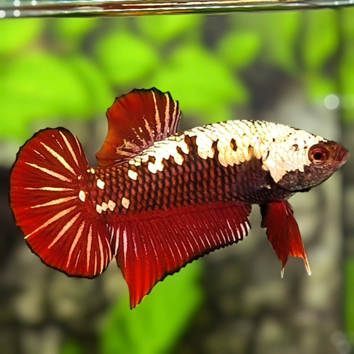 Red Samurai HMPK Betta Fish Male