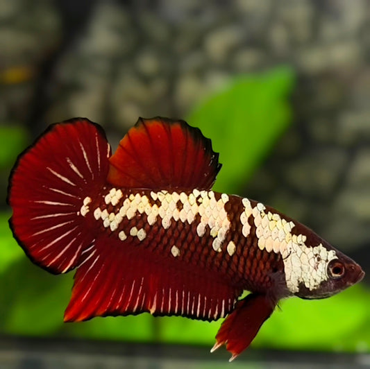 Red Samurai HMPK Betta Fish Male