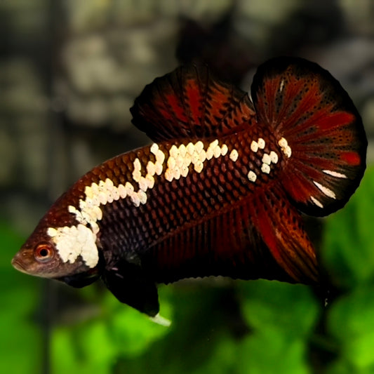 Pineapple Black Red Samurai HMPK Betta Fish Male