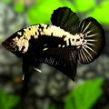 Black Samurai HMPK Betta Fish Male