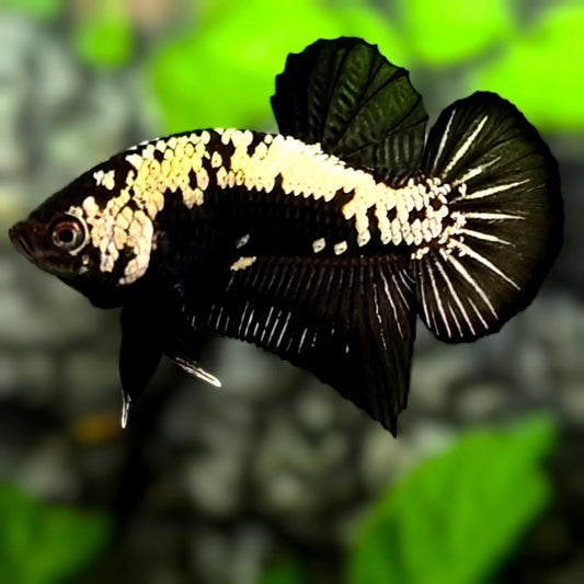 Black Samurai HMPK Betta Fish Male