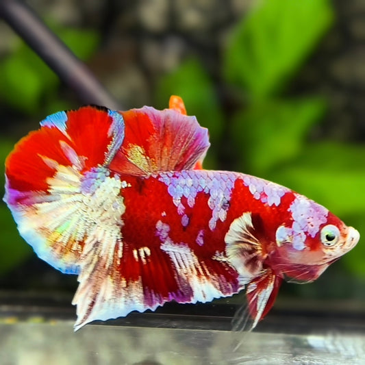 Red Barongsai Galaxy HMPK Betta Fish Male