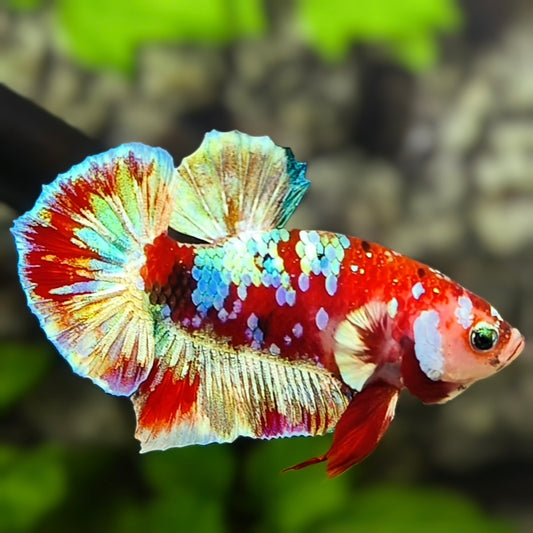 Red Barongsai Galaxy HMPK Betta Fish Male
