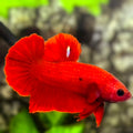 Red Hellboy HMPK Betta Fish Male