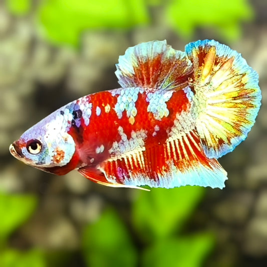 Red Barongsai Galaxy HMPK Betta Fish Male