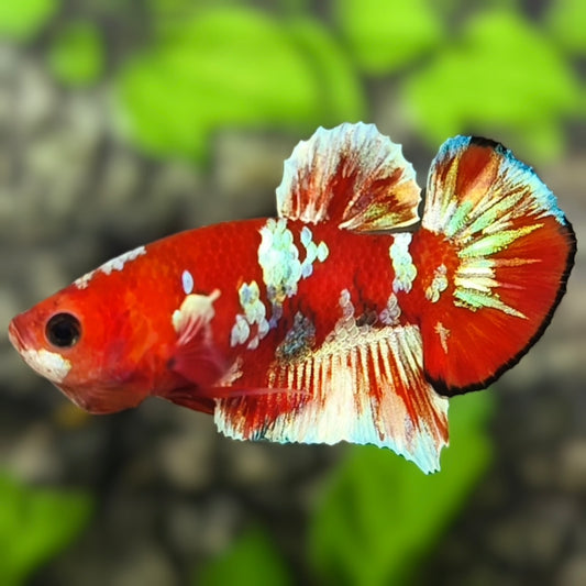Red Barongsai Galaxy HMPK Betta Fish Male