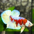 Red Snow Barongsai Galaxy HMPK Betta Fish Male