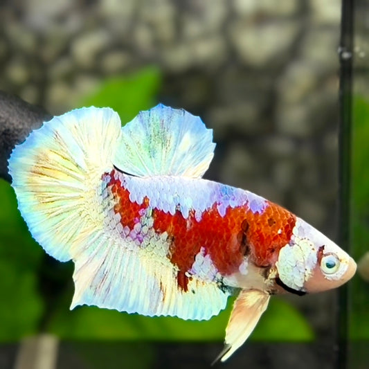 Red Snow Barongsai Galaxy HMPK Betta Fish Male
