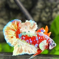 Red Barongsai Galaxy HMPK Betta Fish Male