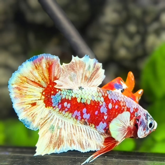 Red Barongsai Galaxy HMPK Betta Fish Male