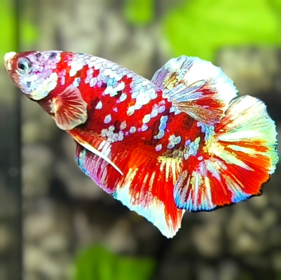 Red Barongsai Galaxy HMPK Betta Fish Male