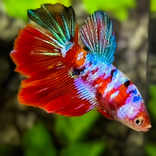 Multicolor Red Galaxy Halfmoon Betta Fish Female For Sorority / Breed
