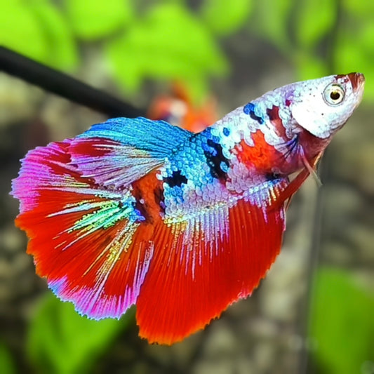 Multicolor Red Galaxy Halfmoon Betta Fish Female For Sorority / Breed