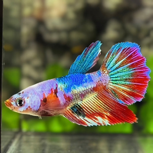 Multicolor Halfmoon Betta Fish Female For Sorority / Breed