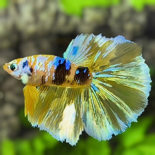 Yellow Koi Galaxy Halfmoon Betta Fish Male #YKG