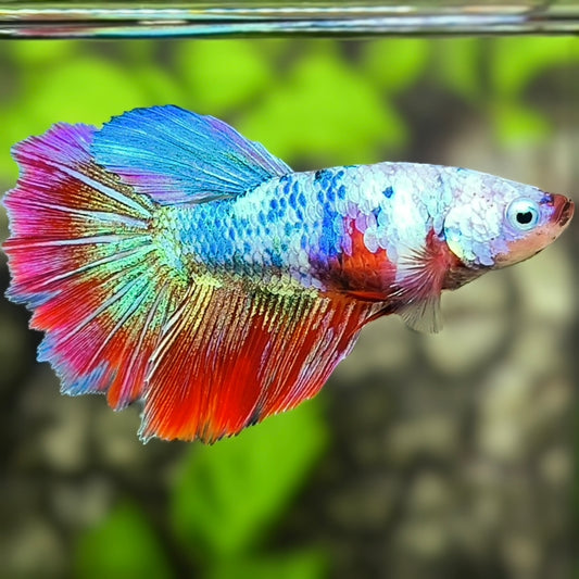 Multicolor Halfmoon Betta Fish Female For Sorority / Breed