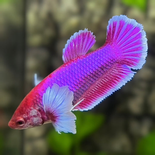 Dumbo Ears Purple Lavender HMPK Betta Fish Female For Sorority / Breed