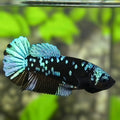 Avatar Blackstar Steel Blue HMPK Betta Fish Female For Sorority / Breed