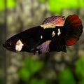 Avatar Blackstar Copper Red Gold HMPK Betta Fish Female For Sorority / Breed