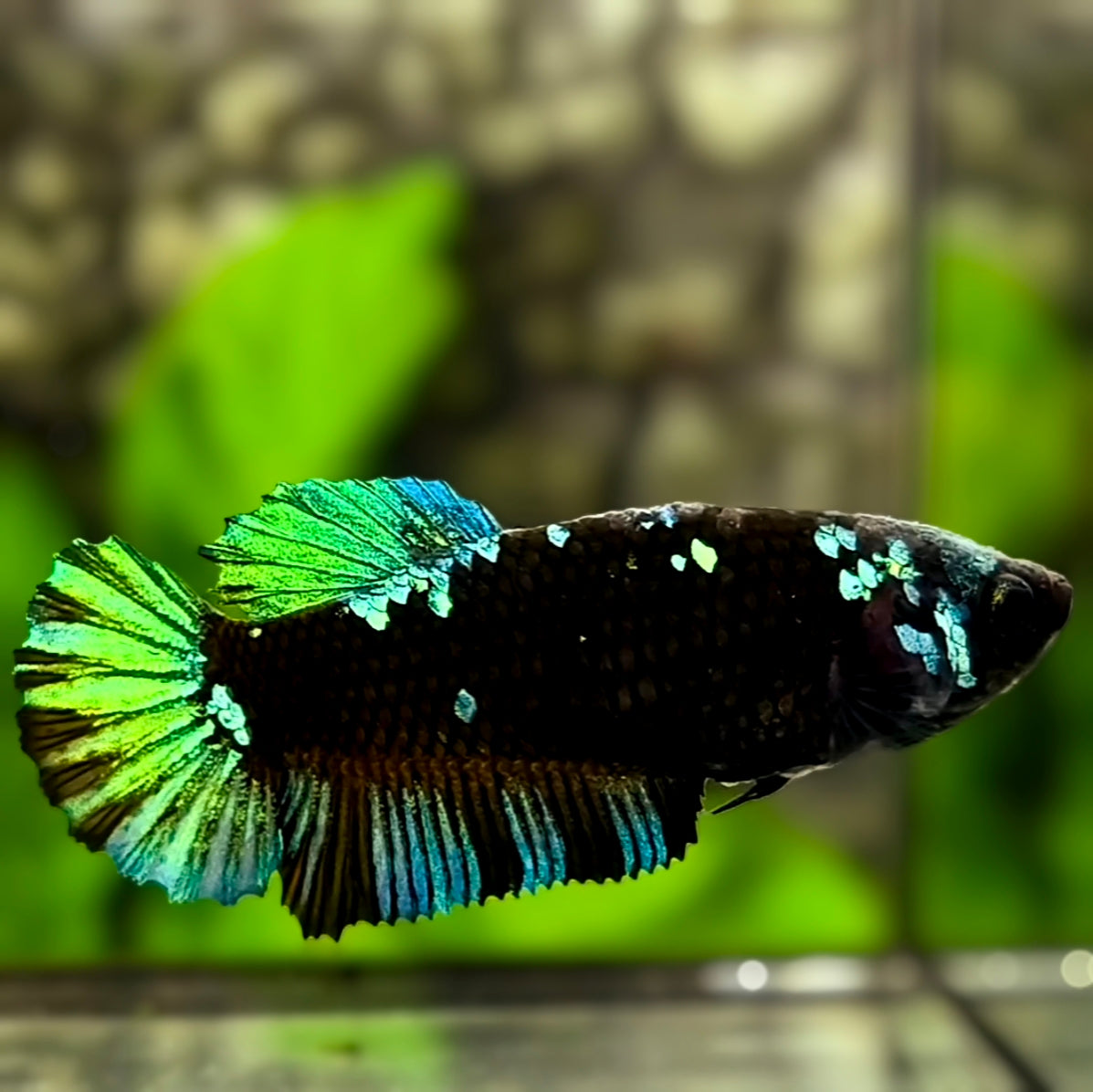 Avatar Blackstar Green HMPK Betta Fish Female For Sorority / Breed