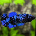 Avatar Blackstar Super Blue HMPK Betta Fish Female For Sorority / Breed