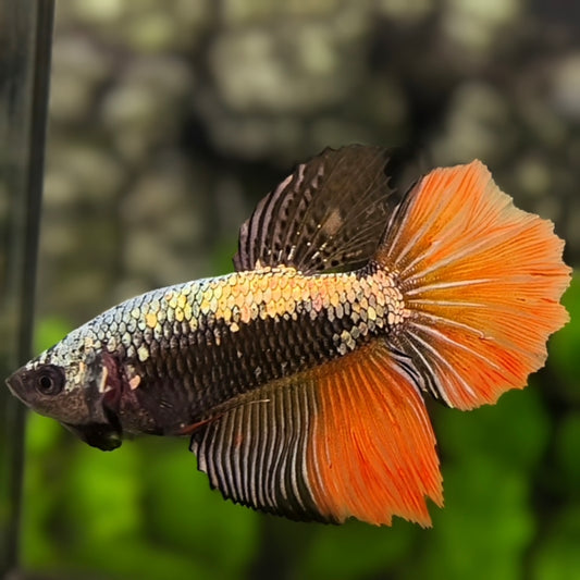 Copper Candy Samurai Halfmoon Betta Fish Female For Sorority / Breed