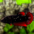 Avatar Blackstar Red Vampire HMPK Betta Fish Female For Sorority / Breed