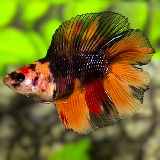 Black Nemo Doubletail Halfmoon Betta Fish Female For Sorority / Breed