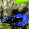 Avatar Blackstar Super Blue HMPK Betta Fish Female For Sorority / Breed