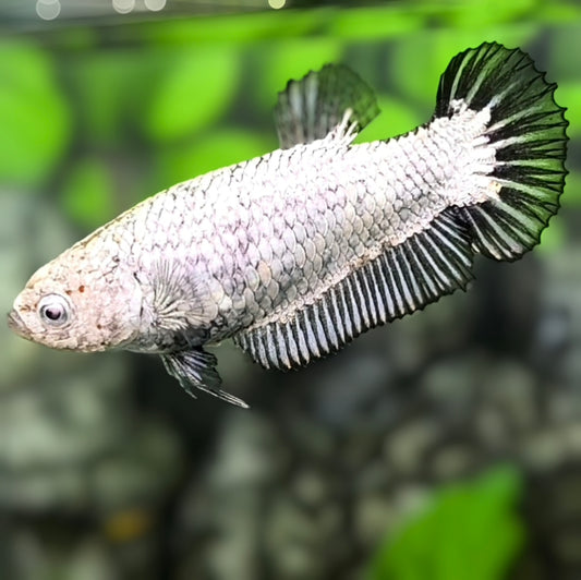 Black Dragon HMPK Betta Fish Female For Sorority / Breed