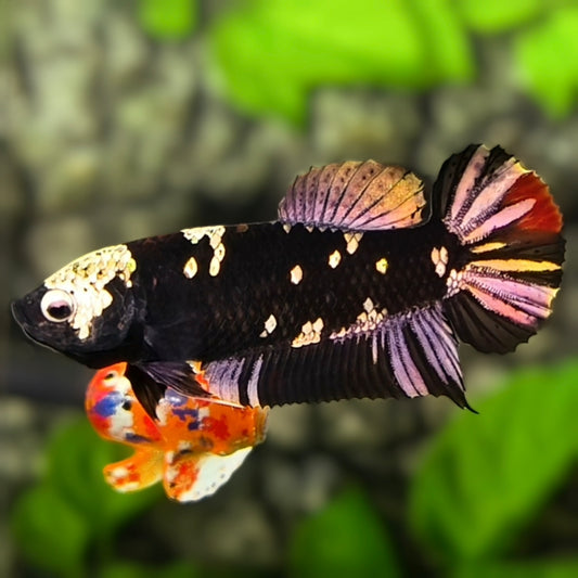 Avatar Blackstar Copper Purple Gold HMPK Betta Fish Female For Sorority / Breed