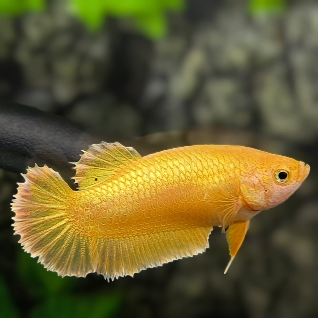 Solid Super Gold 24K HMPK Betta Fish Female For Sorority / Breed