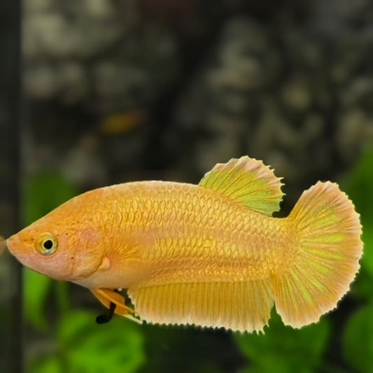 Solid Super Gold 24K HMPK Betta Fish Female For Sorority / Breed