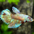 Fancy Halfmoon Betta Fish Female For Sorority / Breed