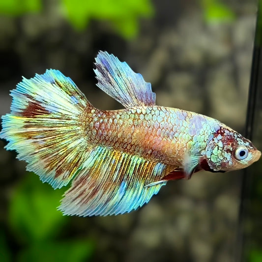 Fancy Halfmoon Betta Fish Female For Sorority / Breed