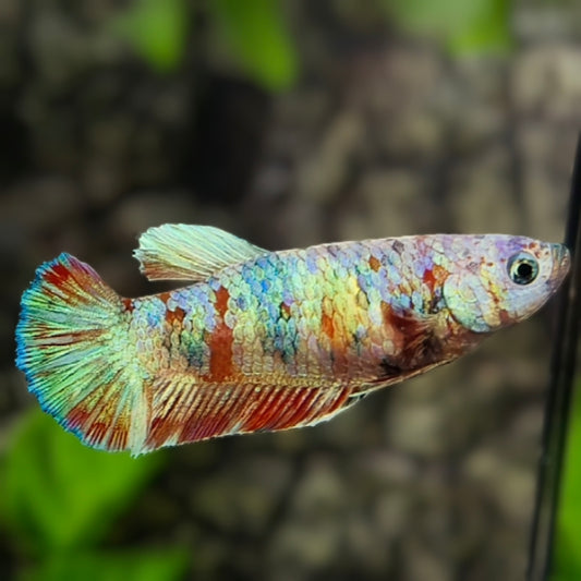 Shimmer Fancy HMPK Betta Fish Female For Sorority / Breed