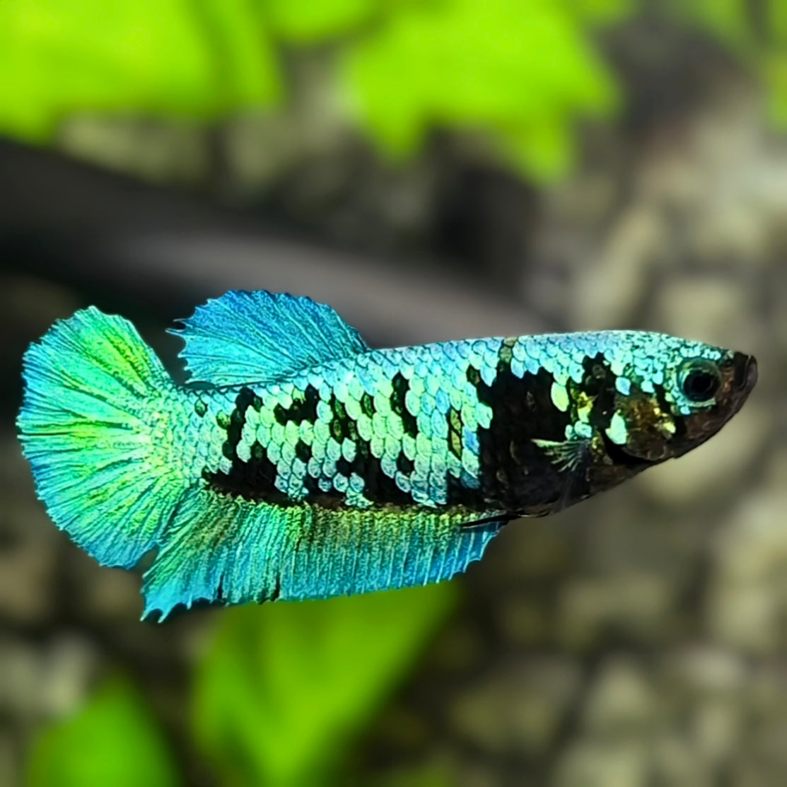 Avatar Green Turquoise HMPK Betta Fish Female For Sorority / Breed