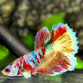 Red Barongsai Halfmoon Betta Fish Female For Sorority / Breed