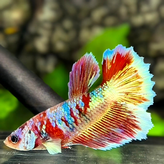 Red Barongsai Halfmoon Betta Fish Female For Sorority / Breed