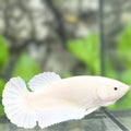 White Platinum Solid HMPK Betta Fish Female For Sorority / Breed