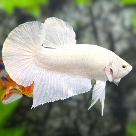 Solid White Platinum HMPK Betta Fish Male #1