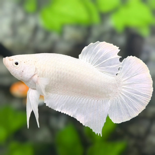 Solid White Platinum HMPK Betta Fish Male #2