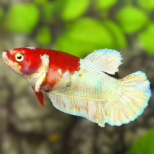 Half Snow Red Koi HMPK Betta Fish Female For Sorority / Breed